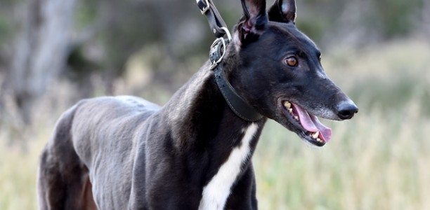 Who will be crowned the 2015/16 Victorian Greyhound of the Year?
