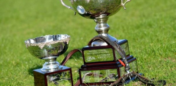 Aiming for the best in Waterloo Cup