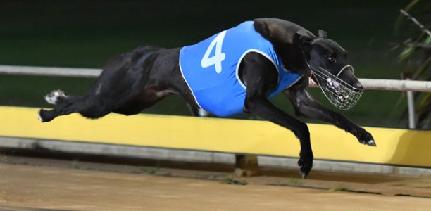 Quill’s ‘Punt’ Pays Group 1 Dividend