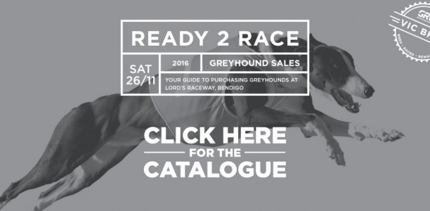Best of 2015 Ready 2 Race on show at Sandown