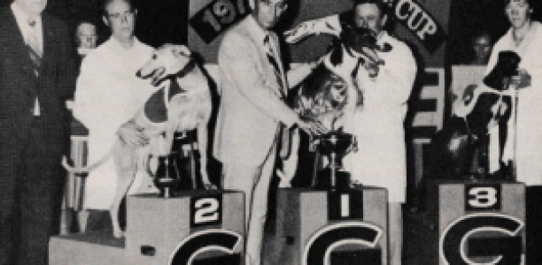Brisbane Cup 1979 – Acclaim Star stars at the GABBA