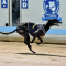 Barking Bad to target Paws of Thunder after Gosford Cup victory