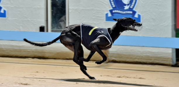 Barking Bad to target Paws of Thunder after Gosford Cup victory