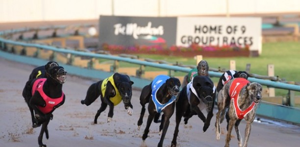 SILVER CHIEF: Wright glad he got it wrong