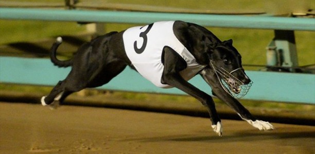 Temlee, Rookie Rebel & Zoom Top tips & betting preview