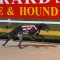 Champion greyhound Zambora Brockie retired to stud