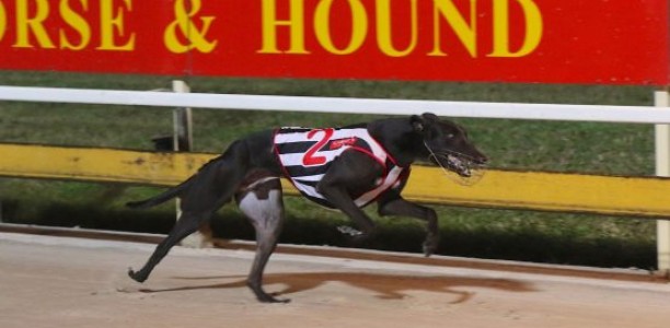 Champion greyhound Zambora Brockie retired to stud