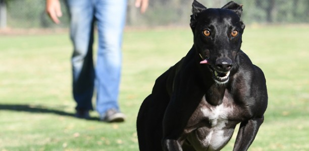 Pattinson striving to clean bowl his Group 1 hoodoo