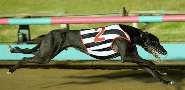 Trip To Eden wins 2017 Group 1 Australian Super Stayers