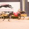 SA star looking to shine in 2017 Group 2 Traralgon Cup heats