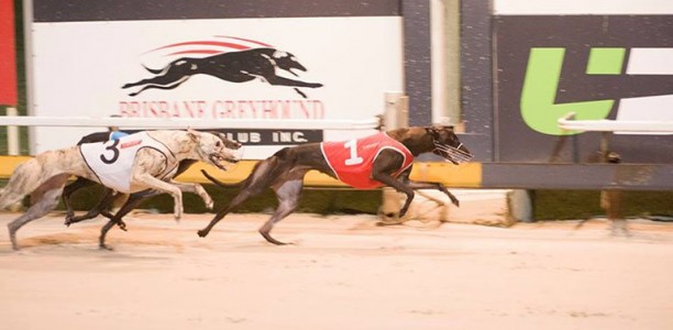 SA star looking to shine in 2017 Group 2 Traralgon Cup heats