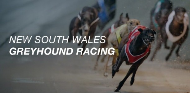 Nangar Flame wins 2017 Group 2 Richmond Derby