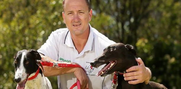 Swain steals the show in Gold Cup heats at Wentworth Park