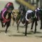 Geall’s golden girl eyes Easter glory