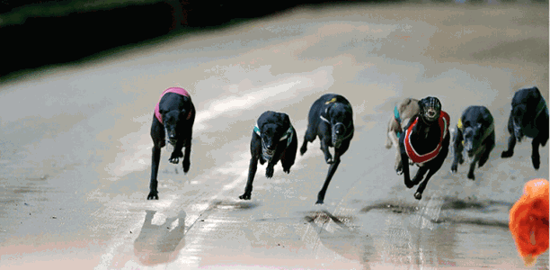 Black Hole Sun wins the Group 3 Ambrosoli