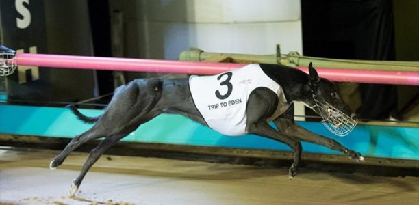 Connor declares Trip To Eden as the best dog he’s bred