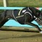 Lightning Strikes in Group 2 Warrnambool Classic heats