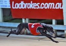 Newcastle Greyhound Racing Club strikes huge deal with Ladbrokes
