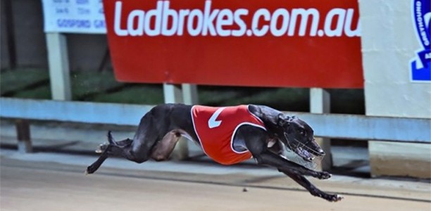 Newcastle Greyhound Racing Club strikes huge deal with Ladbrokes