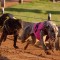 Gunnedah receives 13 TAB meetings in 2017-2018 financial year