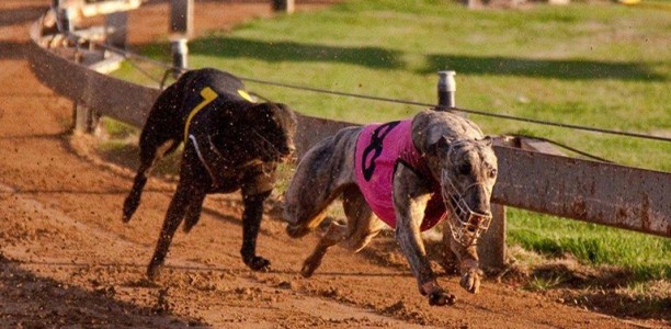 Gunnedah receives 13 TAB meetings in 2017-2018 financial year