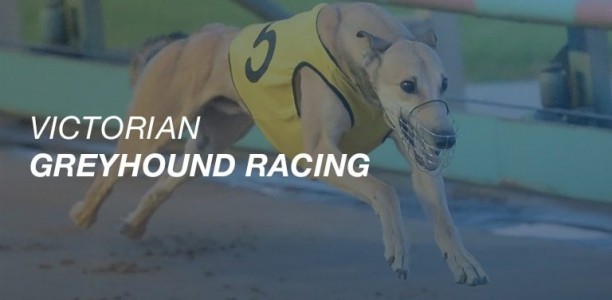 Sandown Park recap: Bewildering wins 2017 Speed Star