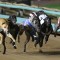 Tito Mojito could be the right tonic for Harrison-Dawson