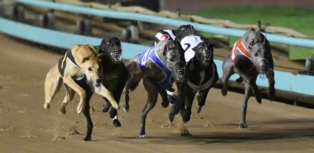 Tito Mojito could be the right tonic for Harrison-Dawson