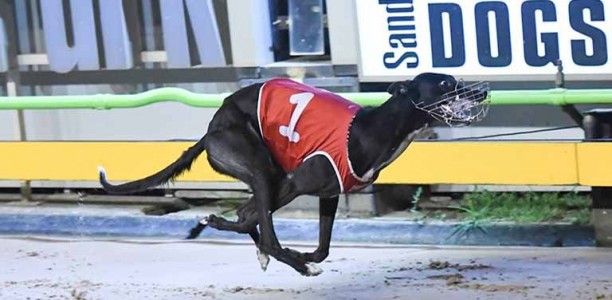 Thompson qualifies three for world’s richest staying race