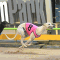 Bewildering claims time honours in Harrison-Dawson heats