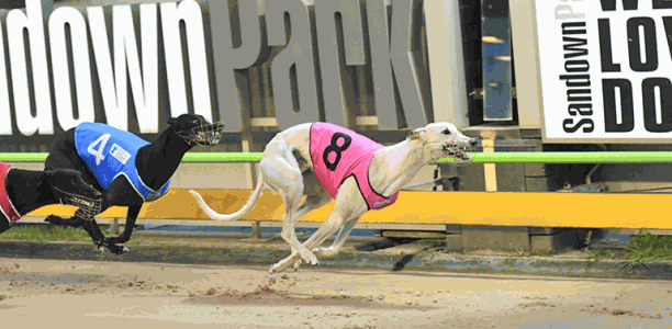 Bewildering claims time honours in Harrison-Dawson heats