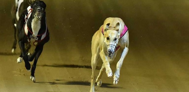 2017 Listed Northern Districts Cup – free tips and best odds