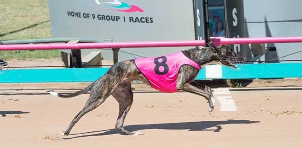Harrison-Dawson could be the finale for Sandown’s fastest dog