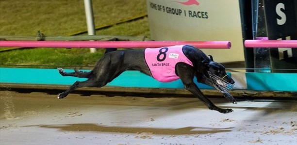 Can the girls continue the trend in Sandown Cup?