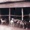 Australian greyhound racing celebrates its 90th anniversary