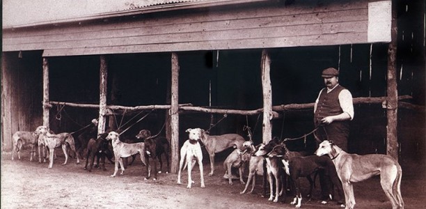 Australian greyhound racing celebrates its 90th anniversary