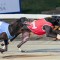2017 Group 3 Howard Ashton – free tips and odds comparison