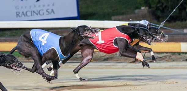 2017 Group 3 Howard Ashton – free tips and odds comparison