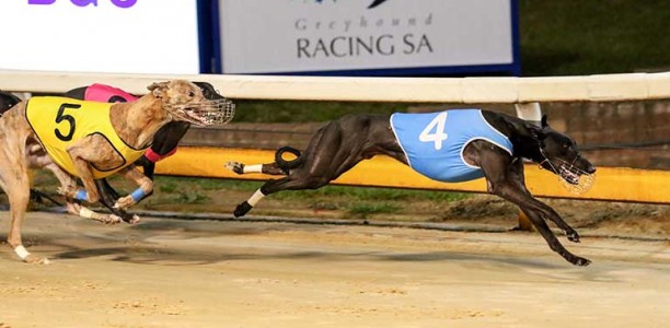 Rawlings goes back-to-back in Howard Ashton with Crunchin Numbers