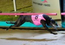 Fanta Bale to start favourite in Group 1 Albion Park Gold Cup