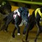 Can Up Hill Jill finally get her group 1 in the Peter Mosman?