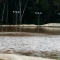 Lismore greyhounds may not resume for another month
