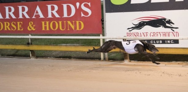 Tony Brett shooting for fifth Group 1 Winter Cup win in 2017