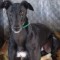 Campbell glad she’s not the last winner in NSW greyhound racing