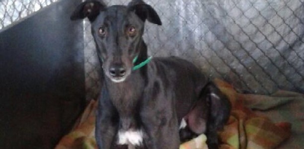 Campbell glad she’s not the last winner in NSW greyhound racing
