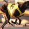 Young gun sprinter out to cause Mayhem in Group 2 Bendigo Cup