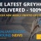 Introducing Australian Racing Greyhound’s first print edition