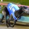 Shima Song wins 2017 Group 2 McKenna Memorial