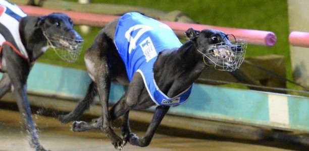 Shima Song wins 2017 Group 2 McKenna Memorial