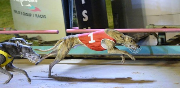 Dyna Jerry causes boil-over in Group 1 Maturity Classic semi